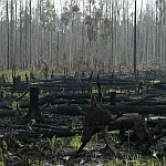Land Use Changes, Sumatra