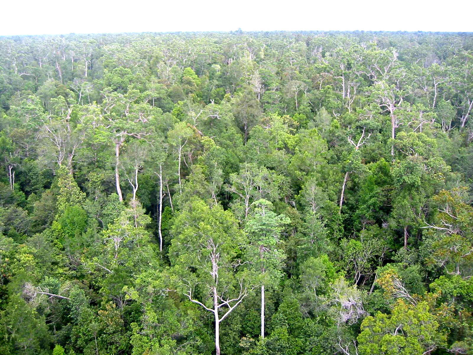 Download this Tropical Forest Remove Large Quantities Atmospheric Carbon Dioxide picture
