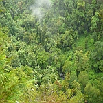 Natural Forest Sink