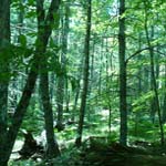 Natural Forest Sink