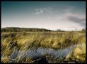 peatland image