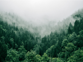 Aerial photo of green trees