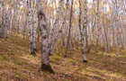 Autumn Warming