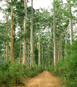 forest with dirt track