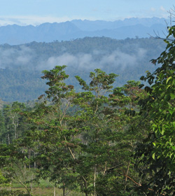 forest in Ecuador