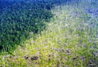 Forest Burn Scar