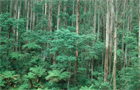 gum forest with fern understory