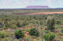 Semi-arid ecosystem