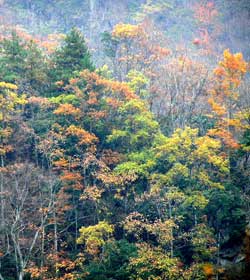 Mixed Beech forest