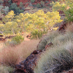 Semi-arid region of Western Australia