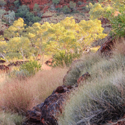 Semi-arid region of Western Australia