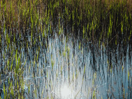 Wetland