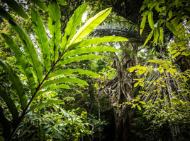 Tropical forest