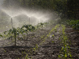 Fertilizing crops