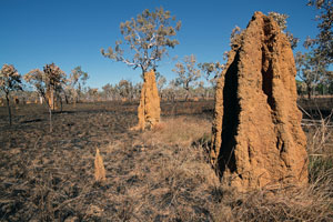 termite mound