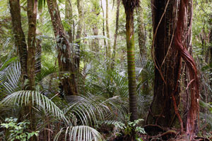 forest