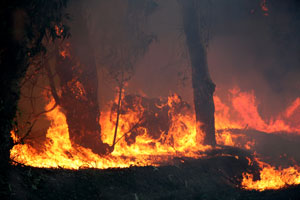 bush fire