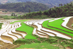 rice field